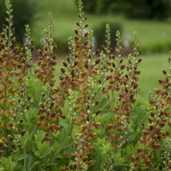 Decadence® 'Cherries Jubilee' False Indigo -Green Haven Shop 697 Decadence Cherries Jubilee False Indigo 4