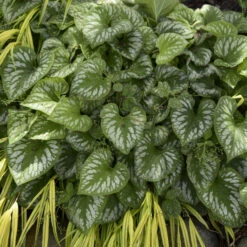 'Emerald Mist' Siberian Bugloss 11 'Emerald Mist' Siberian Bugloss -Green Haven Shop 699 Emerald Mist Siberian Bugloss 1