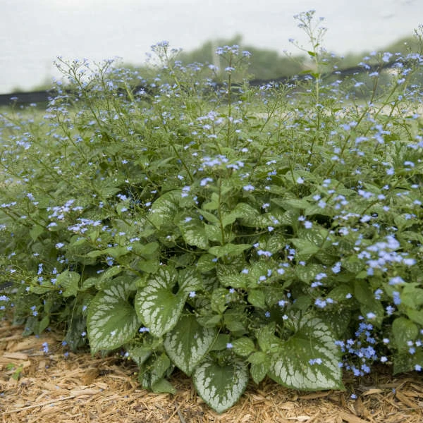 'Emerald Mist' Siberian Bugloss 5 'Emerald Mist' Siberian Bugloss - Image 3