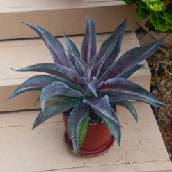 Mad About Mangave® 'Mission To Mars' Mangave -Green Haven Shop 6a6cda7c97208e48f864a4bbe5b7b04e