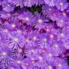 Kaleidoscope™ 'Orchid Flash' Ice Plant -Green Haven Shop 6ec9b48bf40be620ab6317efccc6c99c