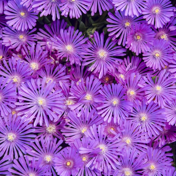 Kaleidoscope™ 'Orchid Flash' Ice Plant 3 Kaleidoscope™ 'Orchid Flash' Ice Plant