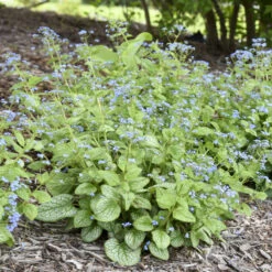 'Jack Of Diamonds' Siberian Bugloss -Green Haven Shop 6faf0d3a285a7519e36a27c802aeff77