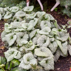 'Sterling Silver' Siberian Bugloss 10 'Sterling Silver' Siberian Bugloss -Green Haven Shop 700 Sterling Silver Siberian Bugloss 1