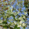'Variegata' Siberian Bugloss -Green Haven Shop 701 Variegata Siberian Bugloss 1