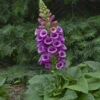 'Candy Mountain' Foxglove