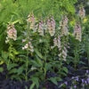 'Dalmatian Peach' Foxglove -Green Haven Shop 703 Dalmatian Peach Foxglove 2