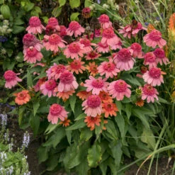 Double Dipped™ 'Rainbow Sherbet' Coneflower