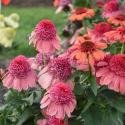 Double Dipped™ 'Rainbow Sherbet' Coneflower -Green Haven Shop 706 Double Dipped Rainbow Sherbet Coneflower 3