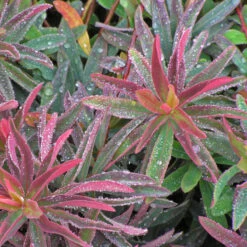 'Bonfire' Spurge -Green Haven Shop 709 Bonfire Spurge 3