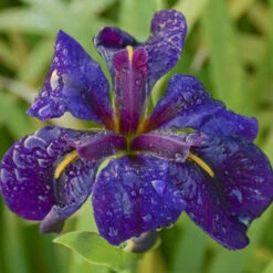 'Black Gamecock' Louisiana Iris 7 'Black Gamecock' Louisiana Iris -Green Haven Shop 711 Black Gamecock Louisiana Iris 2