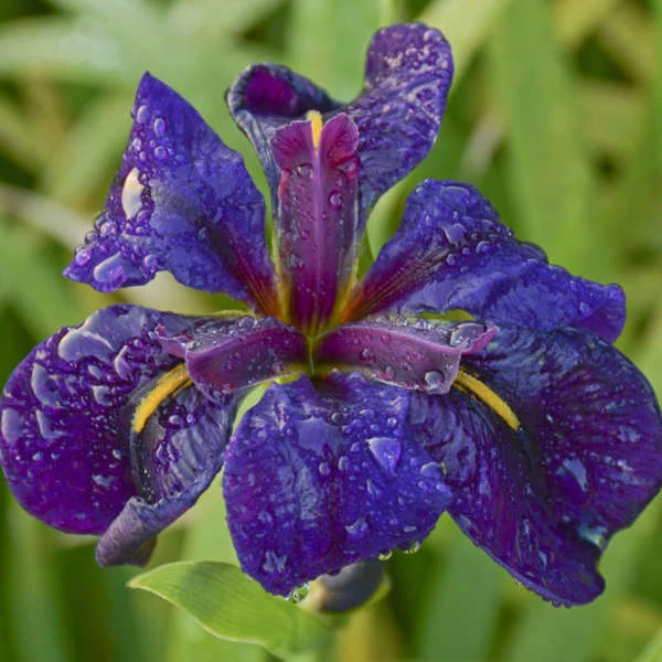 'Black Gamecock' Louisiana Iris 5 'Black Gamecock' Louisiana Iris - Image 3