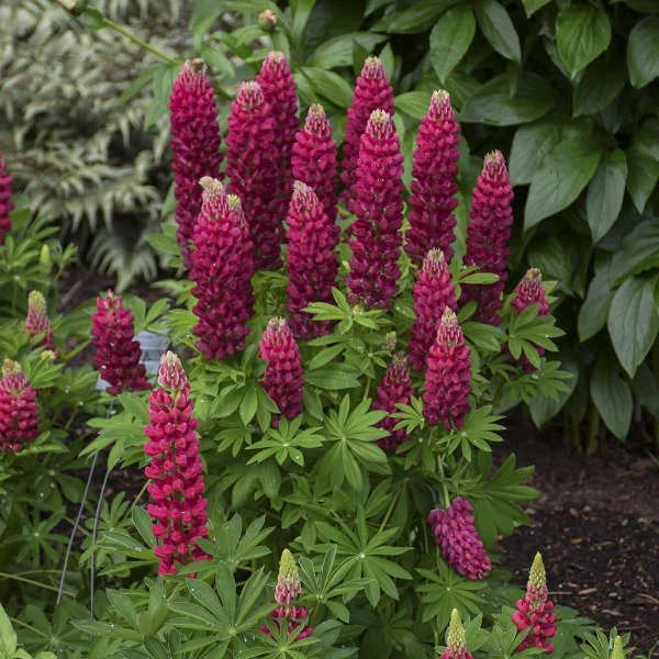 Mini Gallery™ Red Lupine 3 Mini Gallery™ Red Lupine