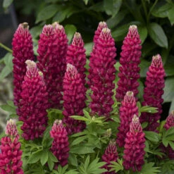 Mini Gallery™ Red Lupine 7 Mini Gallery™ Red Lupine -Green Haven Shop 716 Mini Gallery Red Lupine 3