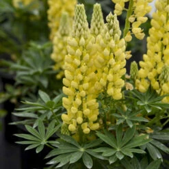 Mini Galleryâ„¢ Yellow Lupine