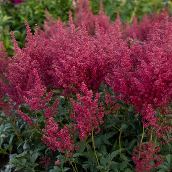 'Montgomery' Astilbe 3 'Montgomery' Astilbe