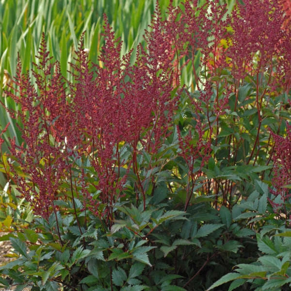 'Montgomery' Astilbe 4 'Montgomery' Astilbe - Image 2