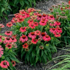 Summersong™ Firefinch™ Coneflower -Green Haven Shop 733 Summersong Firefinch Coneflower 1