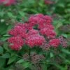 Double Play® Red Spirea -Green Haven Shop 781 3320 popup sw