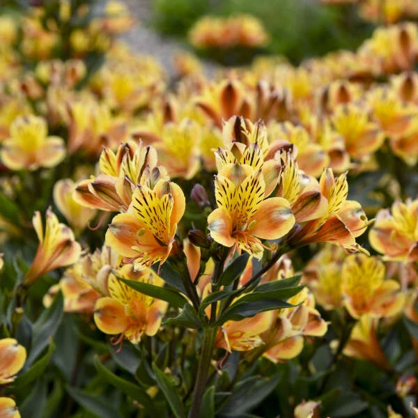 'Summer Breeze' Peruvian Lily 3 'Summer Breeze' Peruvian Lily