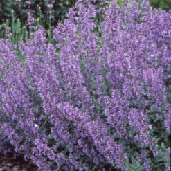 Walker's Low Catmint -Green Haven Shop 7f38d9ac0770e380fb79b256acceff3b