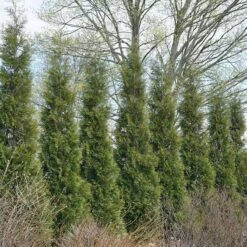 Full Speed A Hedge® 'American Pillar' Arborvitae 12 Full Speed A Hedge® 'American Pillar' Arborvitae -Green Haven Shop 800 3356 popup sw