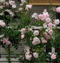 Climbing Rose Collection -Green Haven Shop 8138d7ca9c5da0d3ff4534711f9e8bf857919d33 86a1a1a23a3cba0445cbc26ace91ff1e51b18eb5 facebook