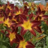 Rainbow Rhythm® 'Ruby Spider' Daylily -Green Haven Shop 843232722e226db50342951df2a564a3