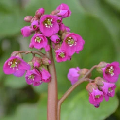 'Winterglut' Pigsqueak -Green Haven Shop 8547f607750c9dd0a436936bfb38d76f