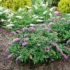 Pugster Periwinkle® Butterfly Bush -Green Haven Shop 855 4136 popup