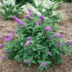 Pugster Periwinkle® Butterfly Bush -Green Haven Shop 855 4138 popup