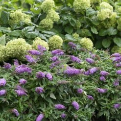 Pugster Periwinkle® Butterfly Bush -Green Haven Shop 855 4139 popup