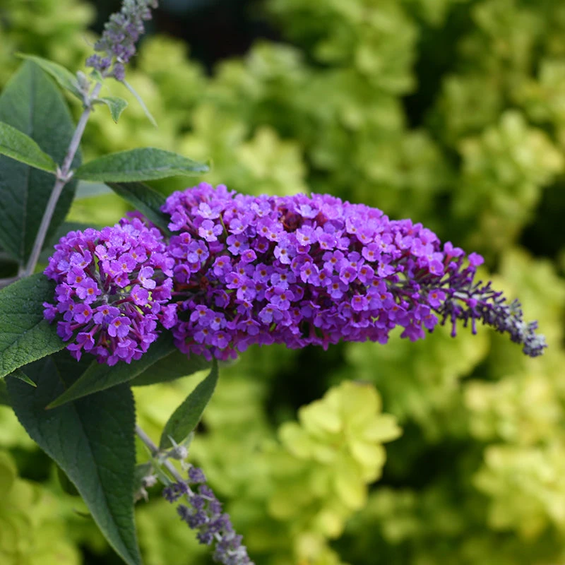 Lo & Behold® 'Purple Haze' Butterfly Bush 3 Lo & Behold® 'Purple Haze' Butterfly Bush