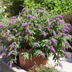 Lo & Behold® 'Purple Haze' Butterfly Bush 8 Lo & Behold® 'Purple Haze' Butterfly Bush -Green Haven Shop 856 4142 popup