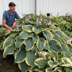 Shadowland® 'Gigantosaurus' Hosta -Green Haven Shop 858e931dfdac627605d9c3b55b7fd599