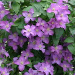 Jolly Good™ Clematis -Green Haven Shop 859 4167 popup