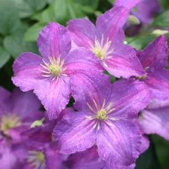 Jolly Good™ Clematis -Green Haven Shop 859 4168 popup