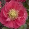 Double Take Pink™ Flowering Quince -Green Haven Shop 866 3640 popup sw