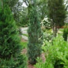 Pinpoint® Blue False Cypress -Green Haven Shop 896 4161 popup