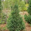 Pinpoint® Blue & Gold False Cypress -Green Haven Shop 897 4175 popup