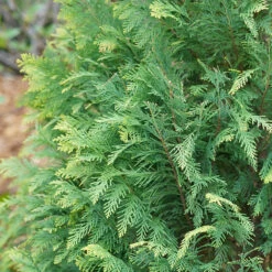 Pinpoint® Blue & Gold False Cypress -Green Haven Shop 897 4177 popup