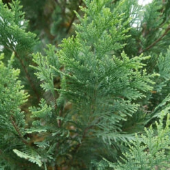 Pinpoint® Blue & Gold False Cypress -Green Haven Shop 897 4178 popup
