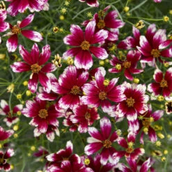 Designer Threads™ 'Heartstrings' Tickseed -Green Haven Shop 8a353377499e58351fc357abc8abb2e9