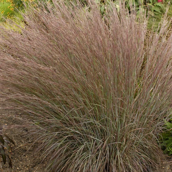 Blue Heaven® Little Bluestem 4 Blue Heaven® Little Bluestem - Image 2