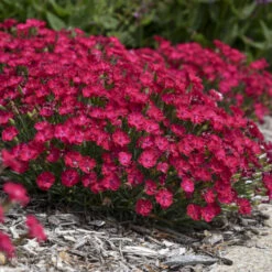 'Paint The Town Red' Dianthus 9 'Paint The Town Red' Dianthus -Green Haven Shop 8d9e493de68a8bec5e3463796fee61b9