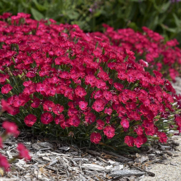 'Paint The Town Red' Dianthus 5 'Paint The Town Red' Dianthus - Image 3