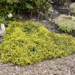 Rock 'N Low 'Yellow Brick Road' Stonecrop -Green Haven Shop 91ad3c349312dda074e46c9815a886e3