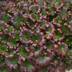 Red-Leafed Mukdenia -Green Haven Shop 959a67c53f6104f954b48c9e3f841f6c