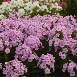 Luminary™ 'Opalescence' Phlox -Green Haven Shop 97eb822f201cd96f5088c7eb4d264472