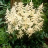 White Astilbe -Green Haven Shop ASTWH1Q 1